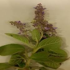 Image result for Orthosiphon thymiflorus