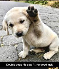 Maybe you would like to learn more about one of these? Double Boop His Paw For Good Luck Funny Animals Puppies Baby Animals