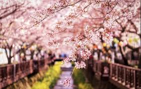 Hypnose AjaccioBastia Erika Nakahashi