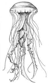 Sea Nettle Jellyfish Drawing Jellyfish Art Jellyfish Illustration