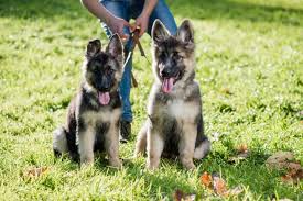 Learn how to stop 34 of the most common dog and puppy behavioral issues when coming up with ideas for the names for female dogs on this page we realized that there were ideas that didn't really fit under any specific category. 250 Of The Best Dog Pair Names For Twin Dogs K9 Web