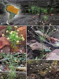 Image result for Syngonanthus longibracteatus