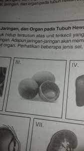 Telur mungkin menjadi salah satu bahan makanan praktis untuk disajikan saat sarapan. Gambar Tersebut Termasuk Sel Atau Jaringan Atau Organ Dan Jelaskan Fungsinya Tolong Jawab Di Brainly Co Id