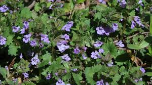 Image result for Glechoma  hederacea