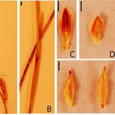 Image result for Pycreus fibrillosus