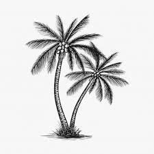 Vetor De Arvore De Coco Desenhada De Mao Coconut Tree Drawing Tree Tattoo Palm Tree Drawing