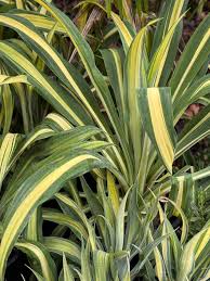 Image result for Beschorneria yuccoides