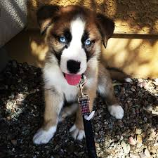 Black And White Saint Bernard Mix My St Bernard Husky Mix Mix Small Dogs Hybrid Dogs St Bernard Dogs