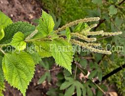 Image result for Boehmeria nivea