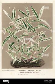 Image result for Oplismenus hirtellus