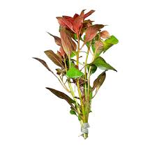 Image result for Ludwigia