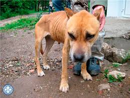 https xn 7sbbbhlbdcc8a2ap0m4e com treatment disease dogs parvovirus enteritis in dogs html