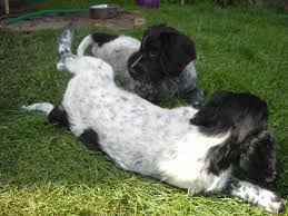 Image result for Velký münsterlandský ohař