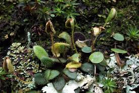 Image result for Periglossum