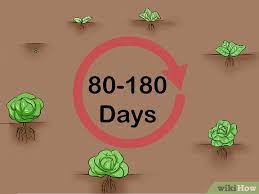 Maybe you would like to learn more about one of these? How To Plant Cabbage With Pictures Wikihow