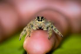 Jumping Spider Care Sheet