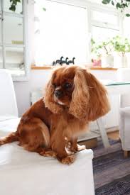 Black And Tan Cavalier With White Ruby Cavalier King Charles Spaniel Sitting On White Chair Spaniels Cavalier King Charles Dog King Charles Cavalier Spaniel Puppy Cavalier King Charles