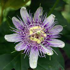 Passion Flower Garden Best Flower Wallpaper