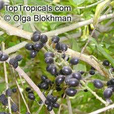 Image result for Brucea