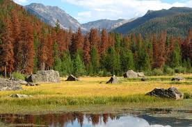 Beetle kill pine the result of a blue stain fungus that spreads from a beetle. Pine Beetle Kill U S Climate Resilience Toolkit