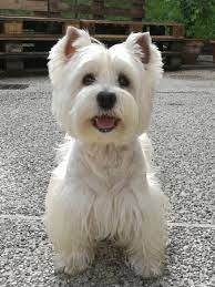 mini westie dogs west highland white terrier west highland terrier