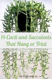 Maybe you have a saw a succulent wreath or living wall planted. 14 Cacti And Succulents That Hang Or Trail With Pictures Succulent Plant Care