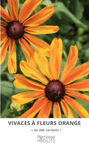 Les Plantes Vivaces A Fleurs Orange Font Partie De Nos Preferees Rustiques Elles Apportent Chaque Annee Une Note Tres Joy Fleur Orange Plante Vivace Vivaces