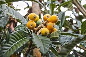 Fruit Reunion Bibasse Bibace Nefle Du Japon Fruit Sucre De La Reunion Legume Exotique La Reunion Fruit De La Reunion