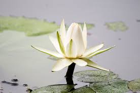 Image result for Nymphaea lotus