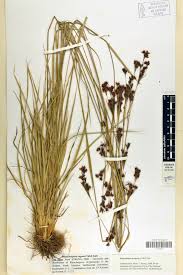 Image result for Rhynchospora rugosa