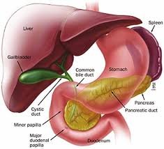 Anatomy the pancreas lies behind the peritoneum of the posterior abdominal wall and is oblique in its orientation. 2