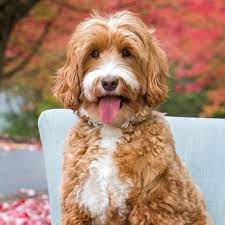 The Ultimate Guide To The Australian Labradoodle Cutepuppies Australianlabradoodle Dogs Dogbeast Labradoodle Dogs Australian Labradoodle Australian Labradoodle Puppies