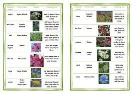 Common flower names beginning with b. Pin By Kama On Container Gardening Edible Flowers Edible Plants Edible Flowers Recipes