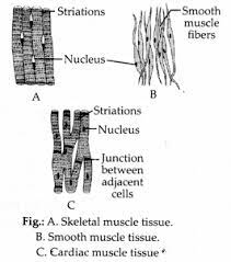 I always found a diagram of the human body to be very useful when it came to training. Ncert Exemplar Class 9 Science Chapter 6 Tissues Learn Cbse