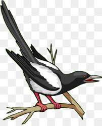 Menjadi penangkar burung kicau memang menjadikan kesenangan sebagai mata pencaharian selain menguntungkan bertenak murai batu juga mampu mem. Eurasia Murai Burung Macaw Gambar Png