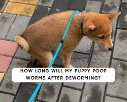 Take effect on puppies after you give it to them! How Long Will My Puppy Poop Worms After Deworming Vet Advice 2021 We Love Doodles