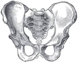 As a result, spaces associated with. Pelvis Wikipedia