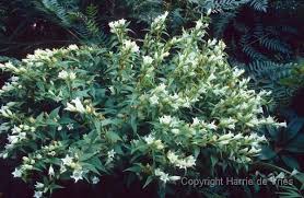 Image result for Gentiana asclepiadea alba