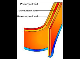 Maybe you would like to learn more about one of these? Plant Cell Wall Function Structure Composition 2017 Youtube