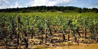 Check spelling or type a new query. Viticultores Do Douro Dizem Que Chuva E Granizo Causaram Fortes Prejuizos Agricultura E Mar Actual