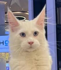 Two ginger kittens named Mac & Dopey