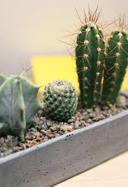 Our christmas cactus does well in bright and indirect light. Micro Cactus Garden Kit Essential Pack For Cactus Lovers