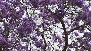 Check spelling or type a new query. Jacaranda Trees With Purple Flowers Stock Footage Video 100 Royalty Free 1036822 Shutterstock