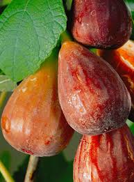 Pin On Frutas E Legumes