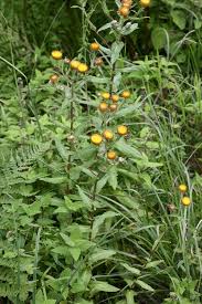 Image result for Helichrysum cooperi