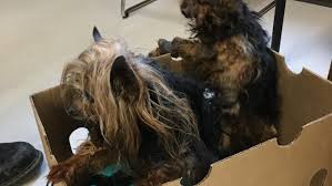Check spelling or type a new query. Reward Offered For Information On Suspect Who Abandoned Abused Dogs In Multnomah Co Katu