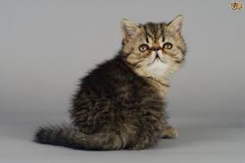 Cat adoption flat faced cat cats cat care crazy cats cat breeds cute creatures cute cats cute animals. Felines With Flat Faces Their Health Issues Pets4homes