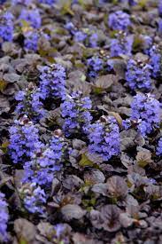 Bears spikes of blue flowers in summer. Bugleweed A Perennial Groundcover That Loves The Shade Hgtv