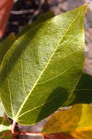 Image result for Salicaceae