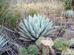 How do i get tickets to cactus league games? A Cactus Odyssey In Arizona On Line Guide To The Positive Identification Of Members Of The Cactus Family